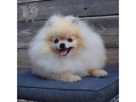 PoulaTo: Μινιατούρα Spitz-Pomeranian Boo